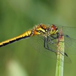 Zwarte Heidelibel -Sympetrum danae