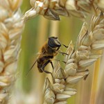 Zweefvlieg Kegelbijvlieg - Eristalis pertina (niet zeker)