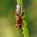 Bruine Slakkendodende Vlieg - Tetanocera spec.