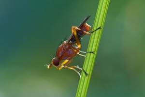 Bruine Slakkendodende Vlieg - Tetanocera spec.