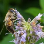 Blinde Bij - Eristalis tenax