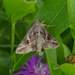 Gamma Uil - Autographa gamma