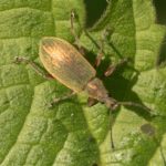 Groene Bladsnuitkever Phyllobius pomaceus