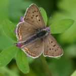 Bruine Vuurvlinder - Lycaena tityrus