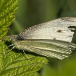 Huismoeder of Hooivlinder -Noctua pronuba - rups