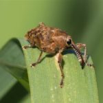 Grote Eikelboorder - Curculio venosus