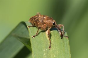 Grote Eikelboorder - Curculio venosus