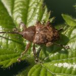 Kleine eikelboorder - Curculio glandium