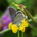 Lycaenidae - Staartblauwtje - Cupido argiades