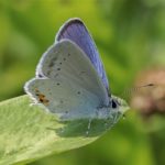 Lycaenidae - Staartblauwtje - Cupido argiades