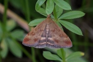 Grasmotten - Weegbreemot - Pyrausta despicata