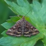 Grasmotten - Weegbreemot - Pyrausta despicata