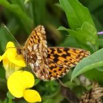 Paarse Parelmoervlinder of Akkerparelmoervlinder -Boloria dia