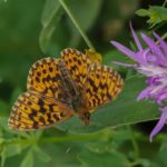 Paarse Parelmoervlinder of Akkerparelmoervlinder -Boloria dia