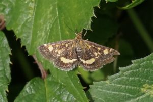 Purpermotje - Pyrausta purpuralis