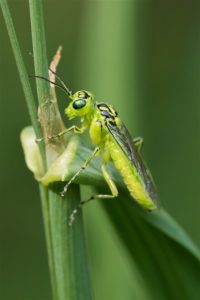 Bladwesp -Rhogogaster virdis