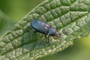 Blauw Vliegend Hert - Platycerus caraboides