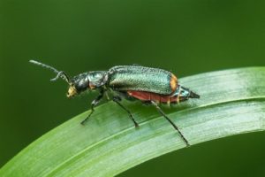 Bloemweekschild -Clanoptilus marginellus - vrouwtje