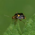 Brandnetelwants - Liocoris tripustulatus