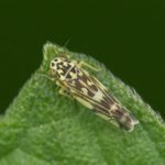 Cicadellidae - Eupteryx aurata