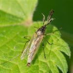 Dansmug spec -Chironomidae