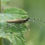 Distelbok - Agapanthia villosoviridescens