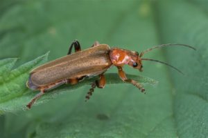 Geel Soldaatje - Cantharis livida