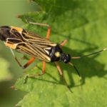 Geribde prachtblindwants - Miris striatus