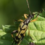 Geringelde Smalbok - Leptura maculata