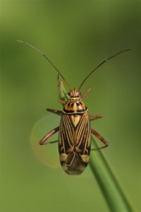 Gestreepte Eikenblindwants -Rhabdomiris-striatellus