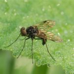 Gewone schubsnipvlieg - Chrysopilus cristatus -man