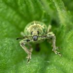 Groene Bladsnuitkever - Phyllobius pomaceus