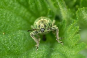 Groene Bladsnuitkever - Phyllobius pomaceus