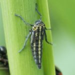 Groene Rietcicade -nimf Cicadella viridis