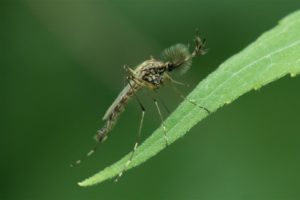 Grote steekmug -Culicidae sp