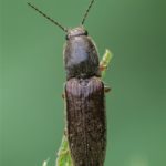 Roodaarskniptor - Athous haemorrhoidalis