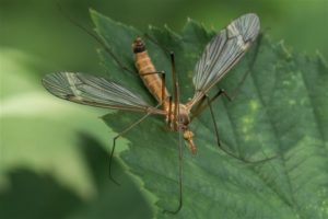 Koollangpootmug -Tipula oleracea