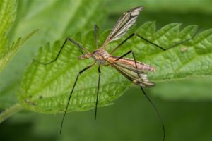 Langpootmug -Tipula vernalis