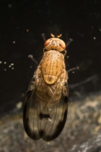 Lauxaniidae - Minettia inusta