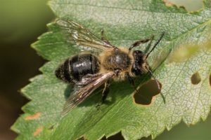 Meidoornzandbij - Andrena scotica