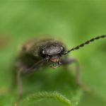 Roodaarskniptor - Athous haemorrhoidalis