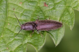 Roodaarskniptor - Athous haemorrhoidalis