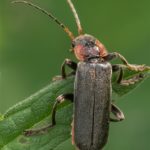 Zwart Soldaatje Cantharis obscura