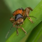 Zwartpootsoldaatje Cantharis fusca