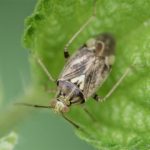 Behaarde Schaduwwants - Lygus rugulipennis