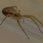 Bleke Renspin - Philodromus albidus