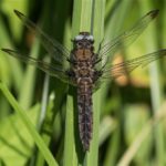 Bruine Korenbout - Libellula fulva - vrouw