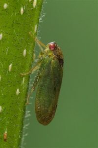 Cicadellidae -Iassus lanio