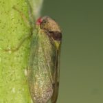 Cicadellidae -Iassus lanio