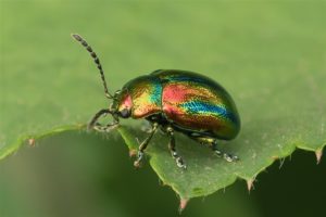 Gestreept Bladhaantje -Chrysolina cerealis